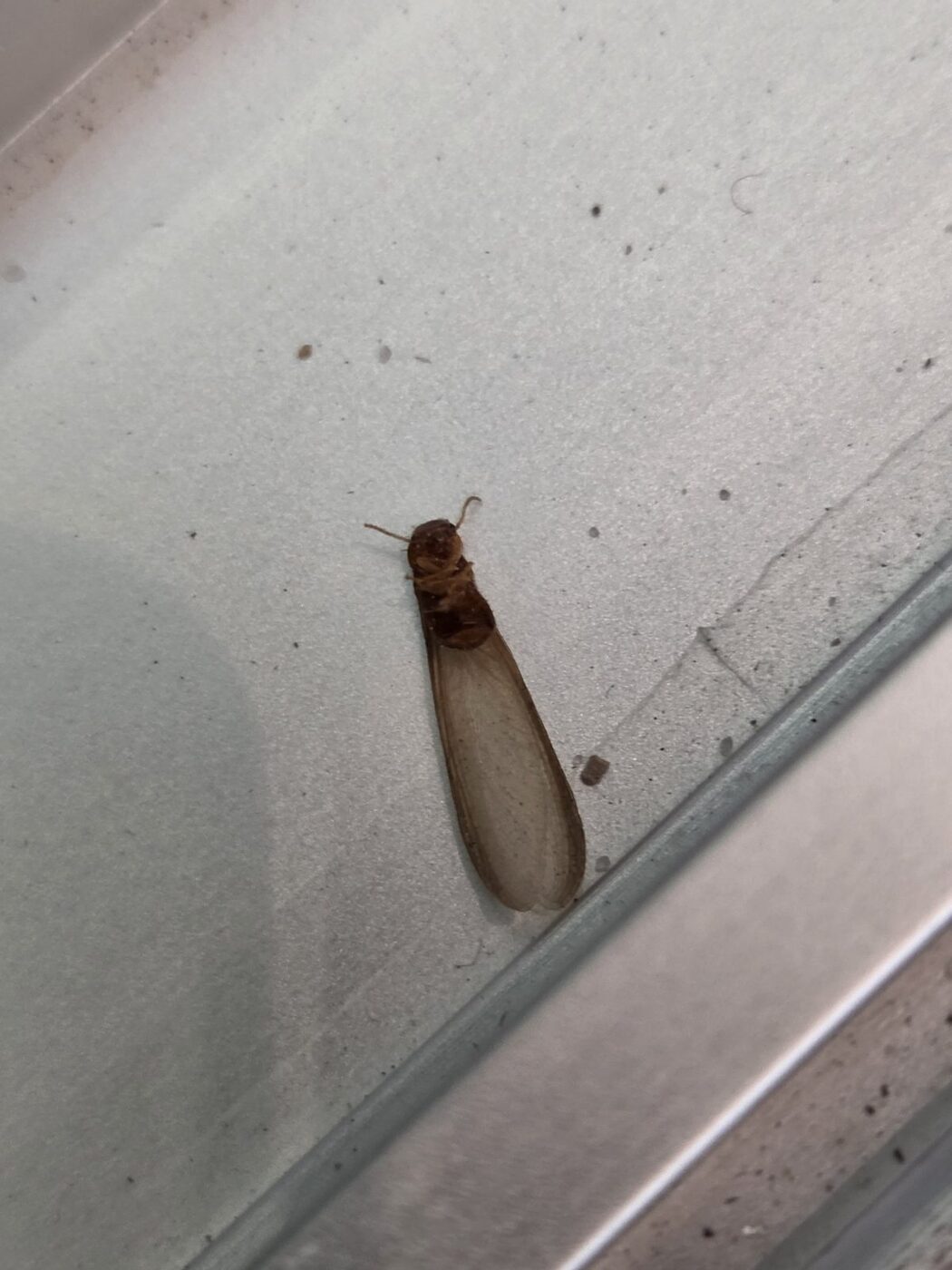 Termite swarmer found in a sliding door track on a Naples new-construction home