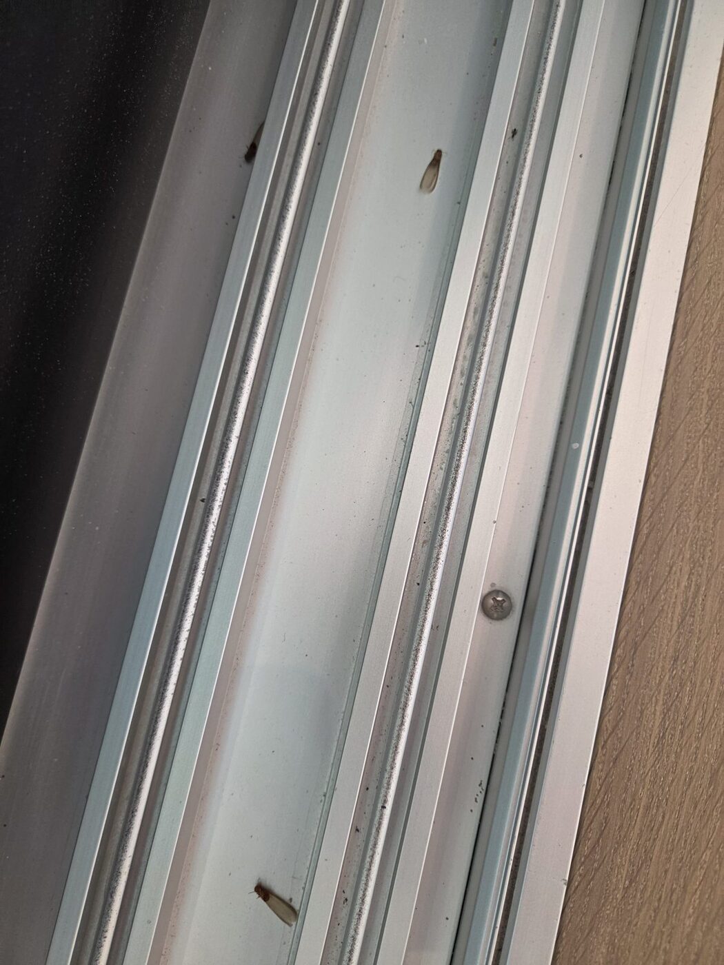 Three termite swarmers in a sliding glass door track in a brand-new Naples home